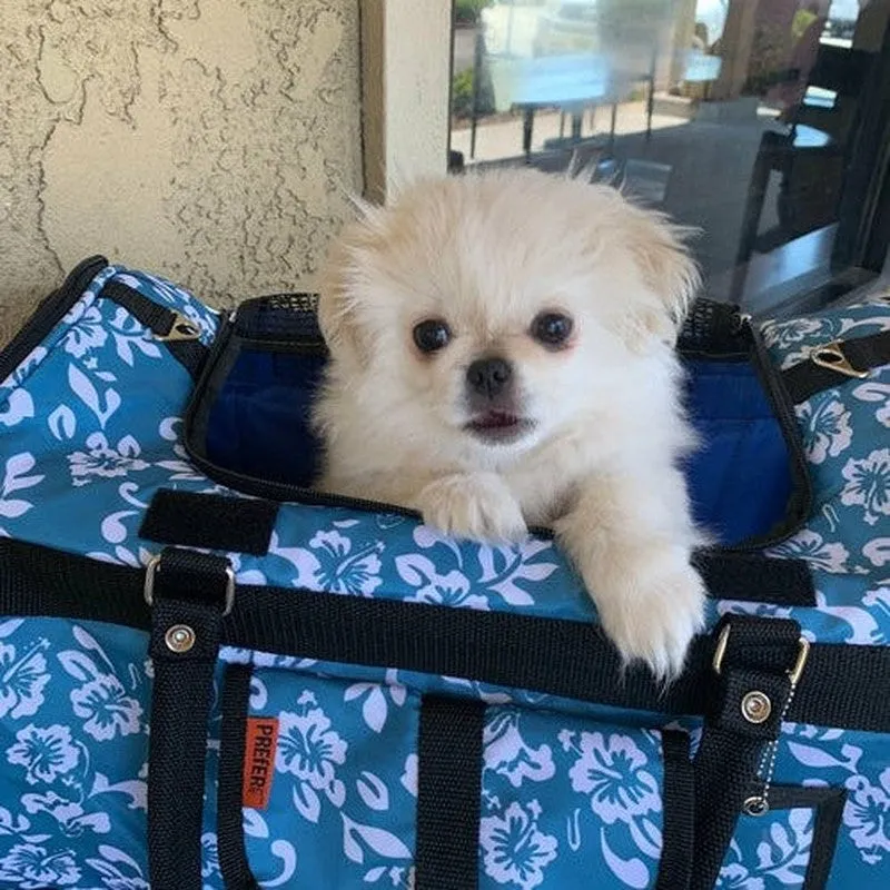 312 Hideaway™ Duffel - Comfortable Pet Carrier for Travel