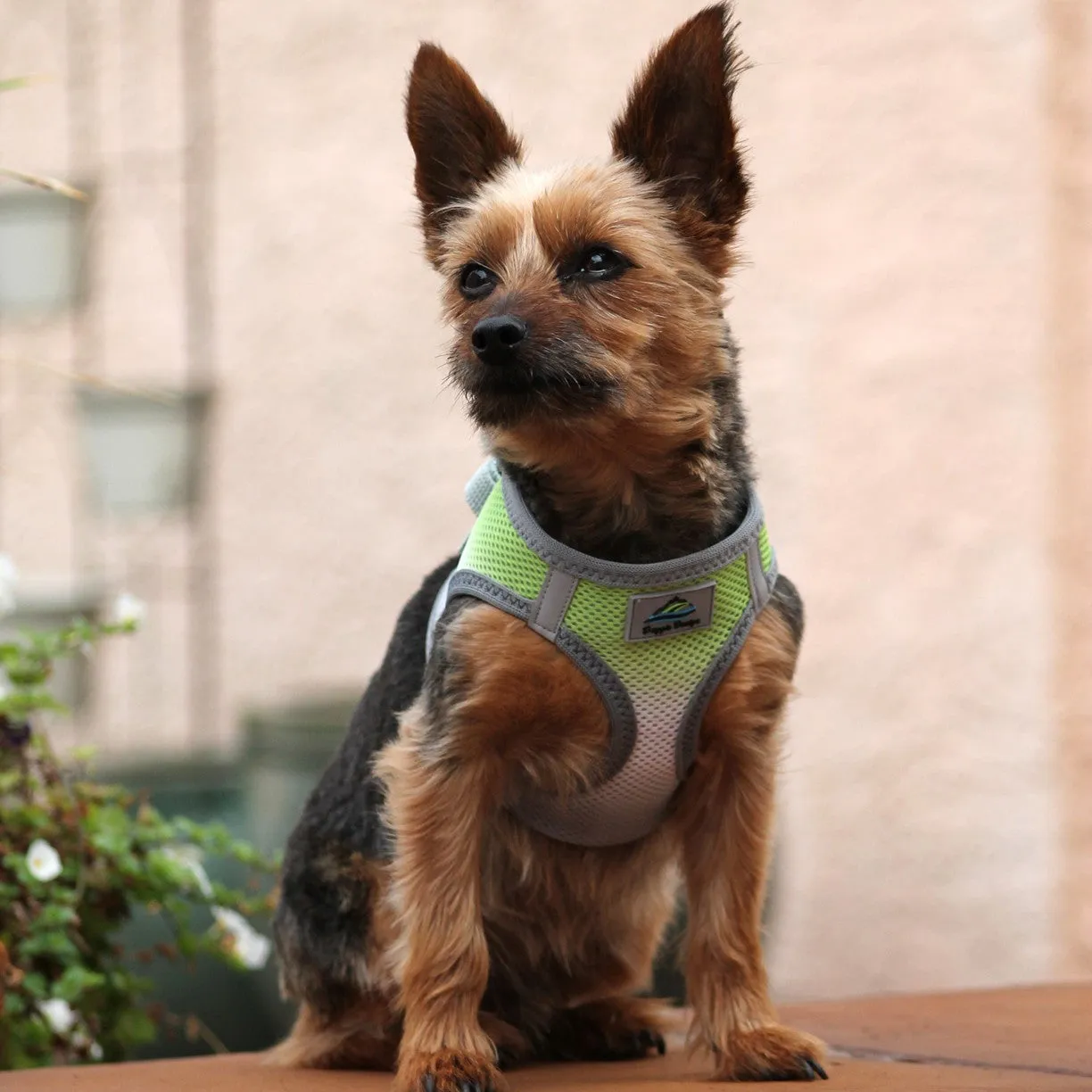 American River Choke-Free No-Pull Harness | Ombre