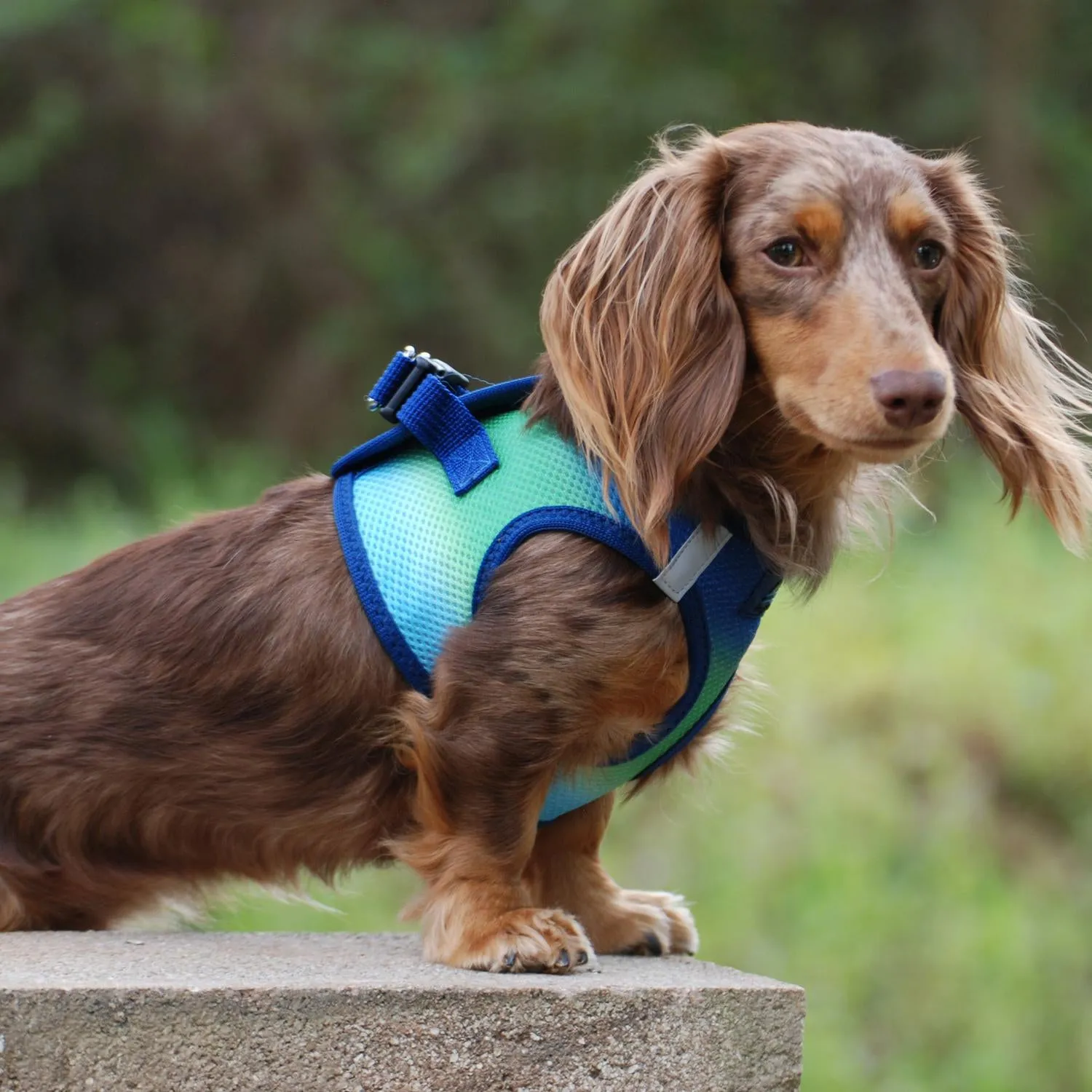 American River Choke-Free No-Pull Harness | Ombre