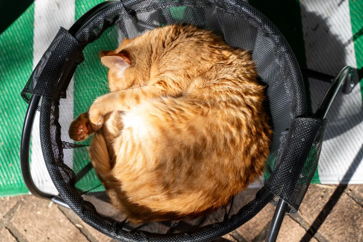 Catnets Skywalks Floor Hammock