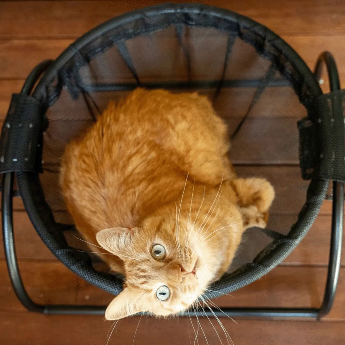 Catnets Skywalks Floor Hammock