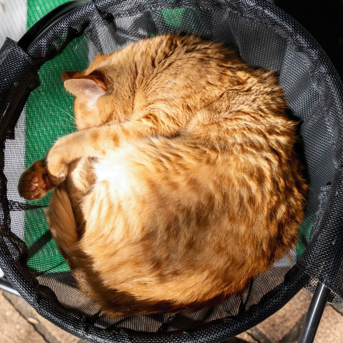 Catnets Skywalks Floor Hammock