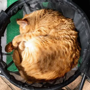 Catnets Skywalks Floor Hammock