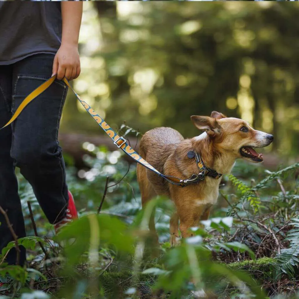 Crag Dog Collar - Everyday Collar with Reflective Trim