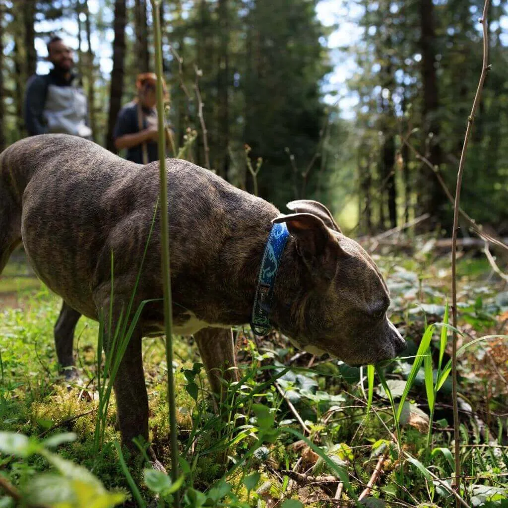 Crag Dog Collar - Everyday Collar with Reflective Trim