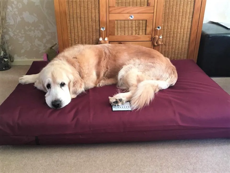 Extra Large Orthopaedic Dog Beds