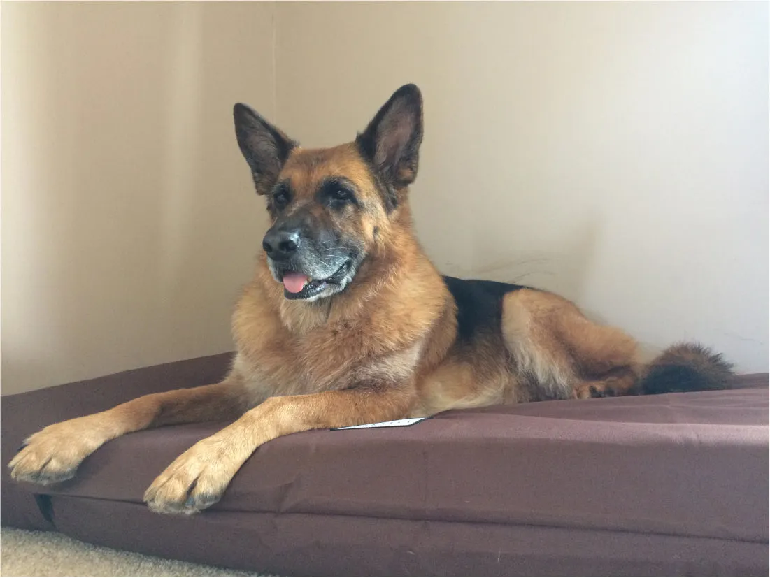 Extra Large Orthopaedic Dog Beds