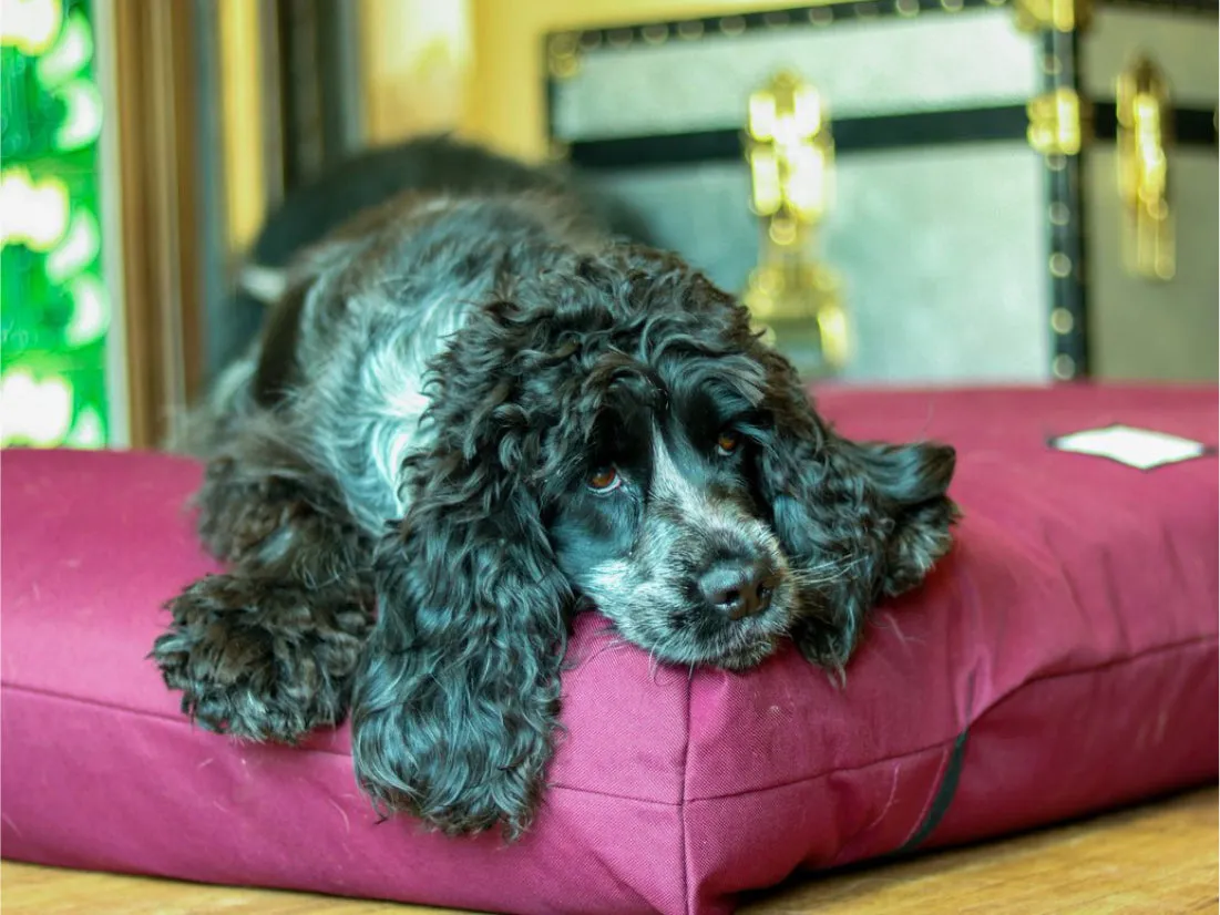 Extra Large Orthopaedic Dog Beds
