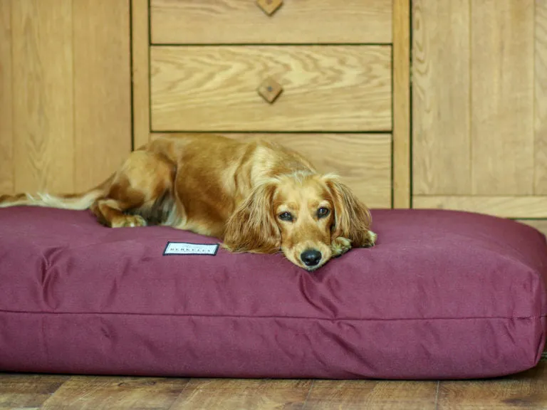 Extra Large Orthopaedic Dog Beds