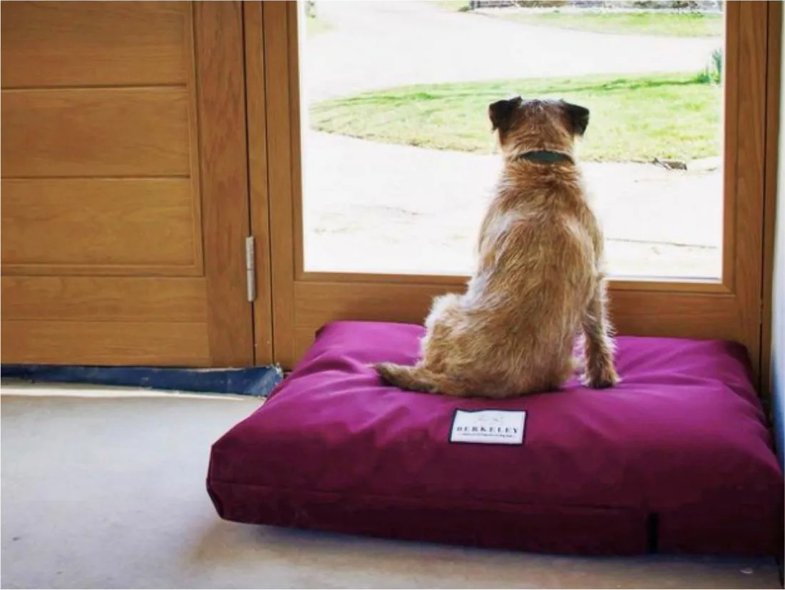 Extra Large Orthopaedic Dog Beds