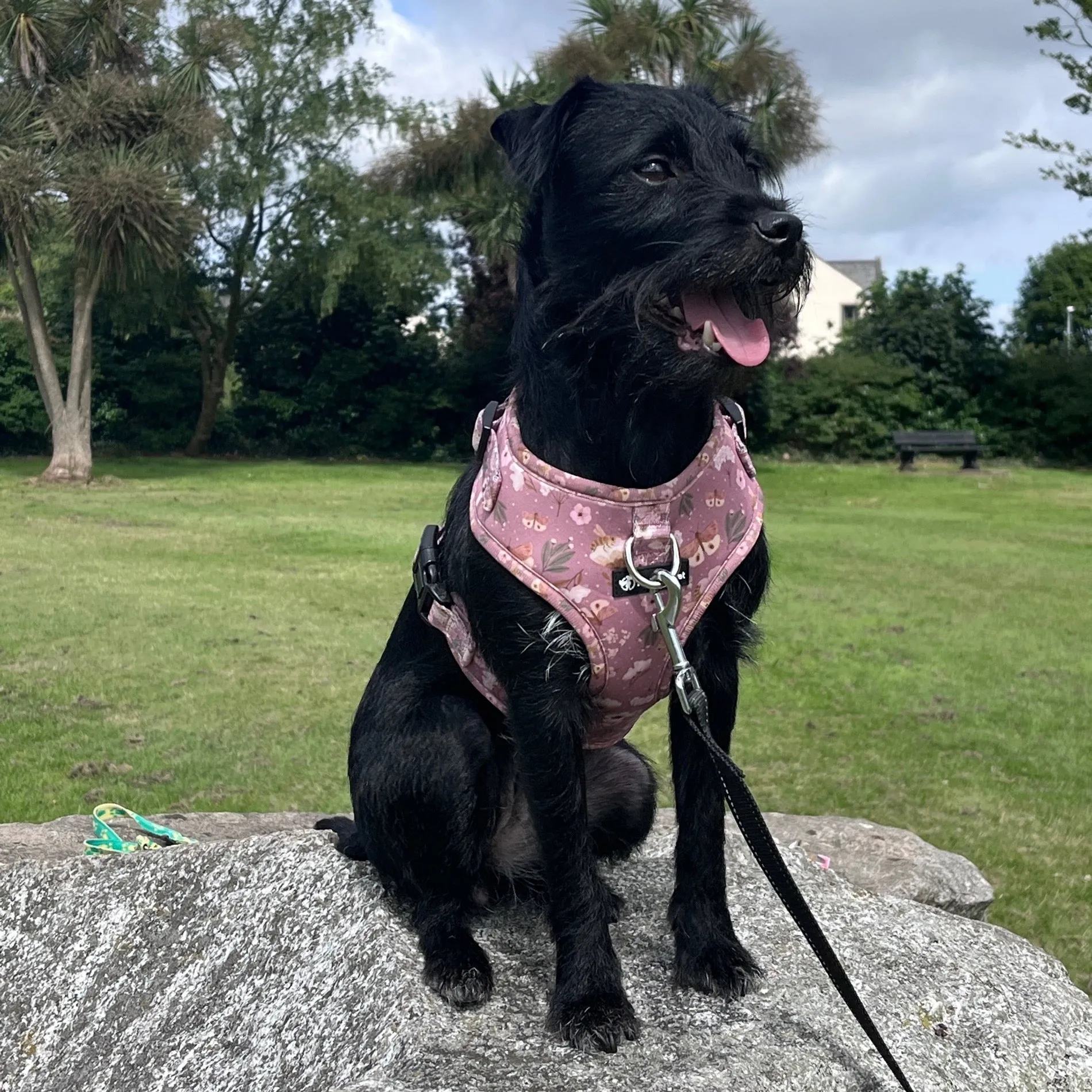 No Pull Neoprene Dog Harness - Bees