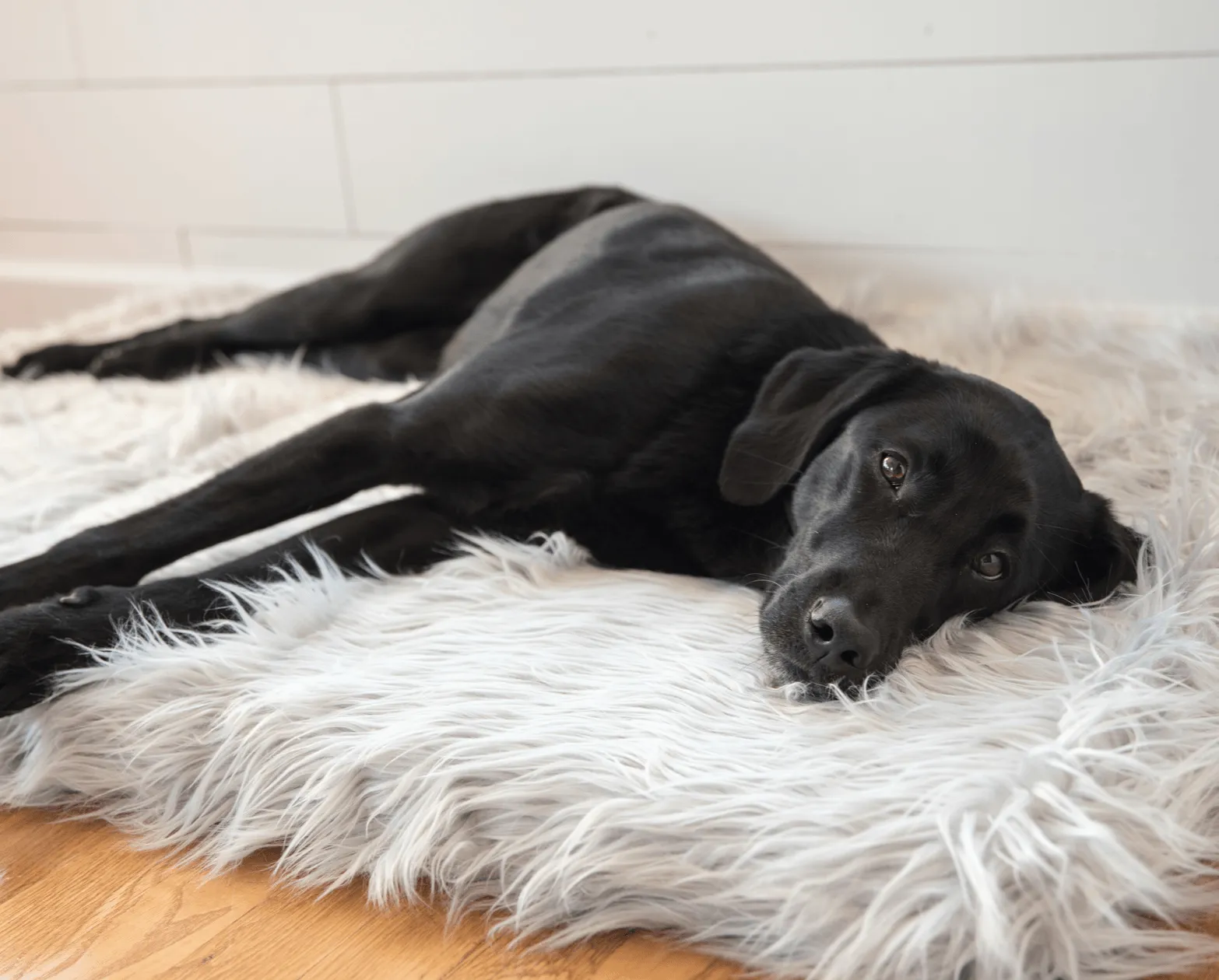 PupRug™ Bundle - Orthopedic Bed Rectangle, Grey   Matching Waterproof Blanket - Giant