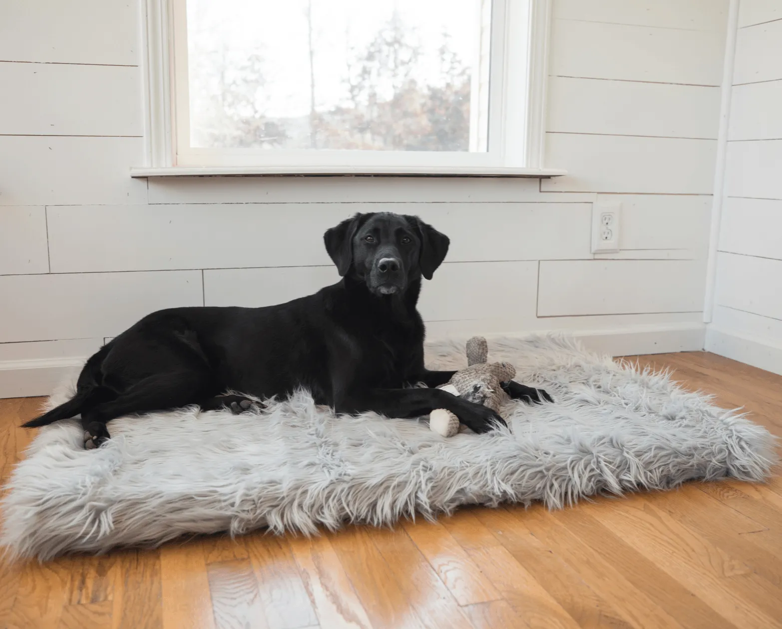 PupRug™ Bundle - Orthopedic Bed Rectangle, Grey   Matching Waterproof Blanket - Giant