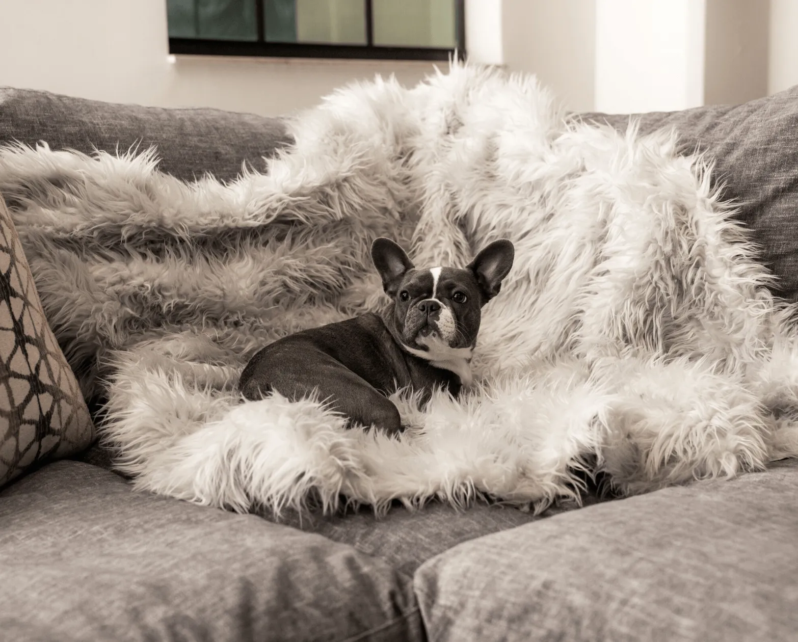 PupRug™ Bundle - Orthopedic Bed Rectangle, Grey   Matching Waterproof Blanket - Giant