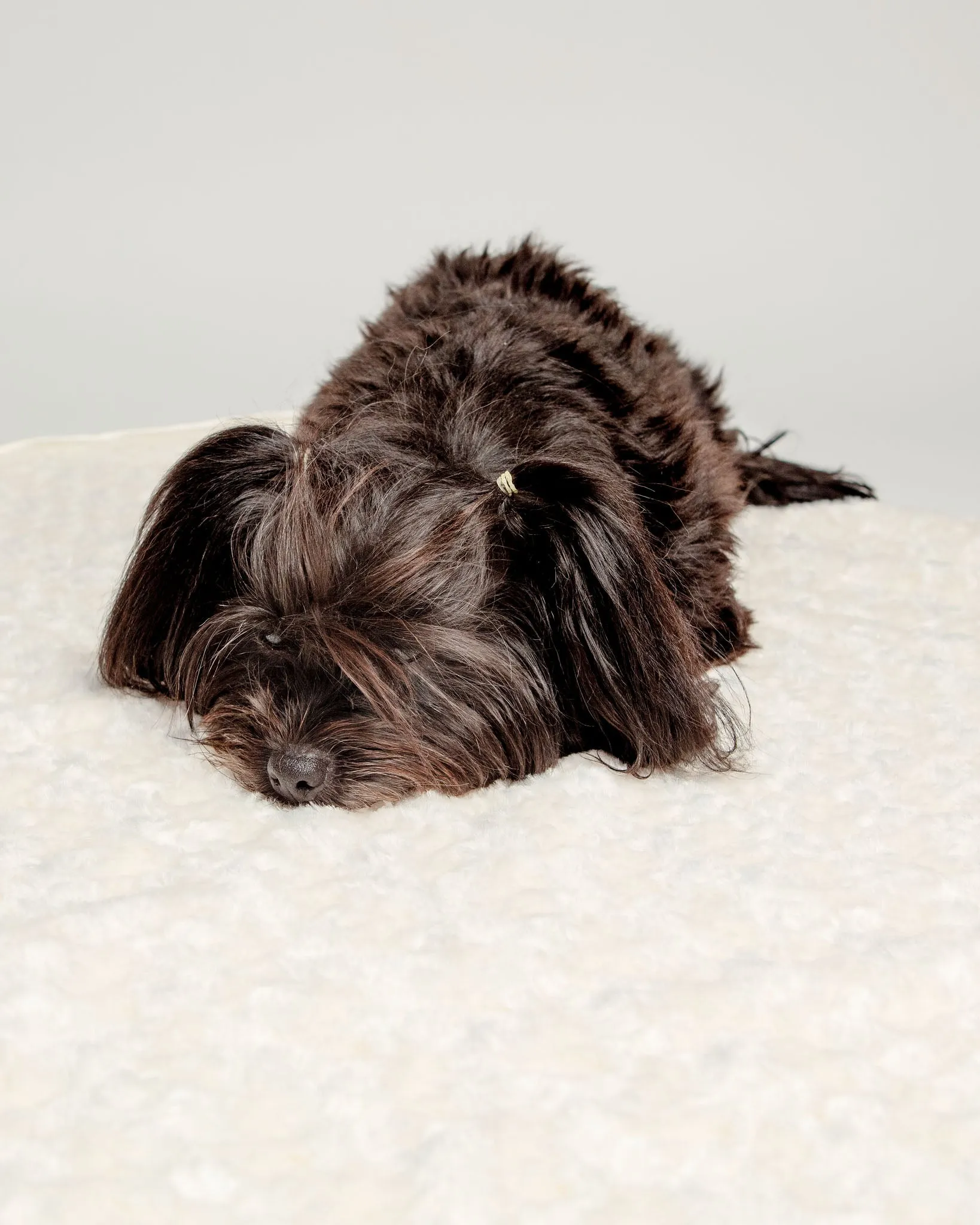 Rosebud Dog Blanket in Cream (Made in the USA)