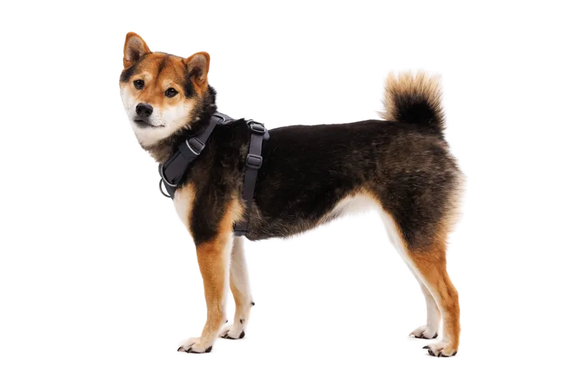 Ruffwear Front Range Dog Harness in Basalt Gray