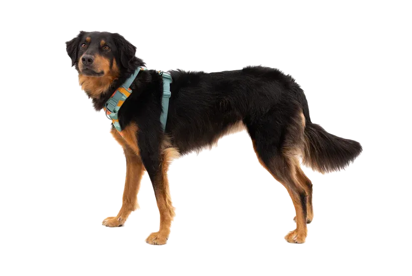 Ruffwear Front Range Dog Harness