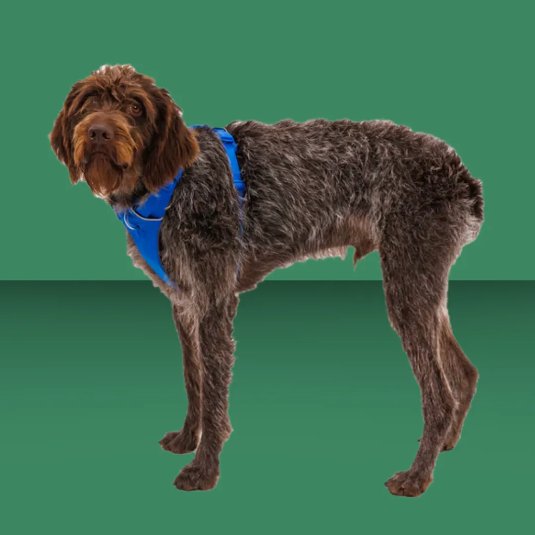 Ruffwear Front Range Harness Blue Pool XS