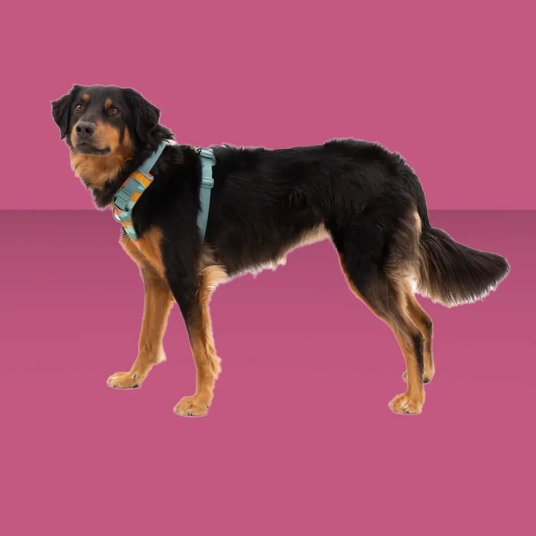 Ruffwear Front Range Harness Spring Mountain L/XL