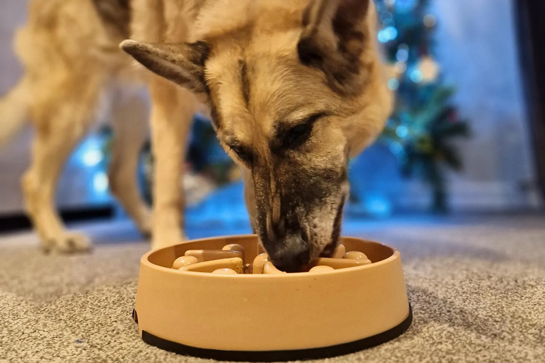 Slow Feeder Enrichment Bowl