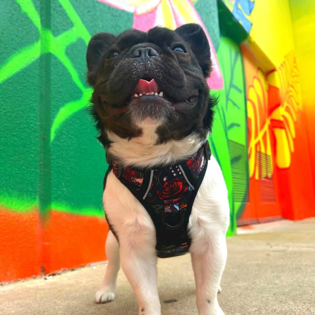Tattoo No Pull Dog Harness