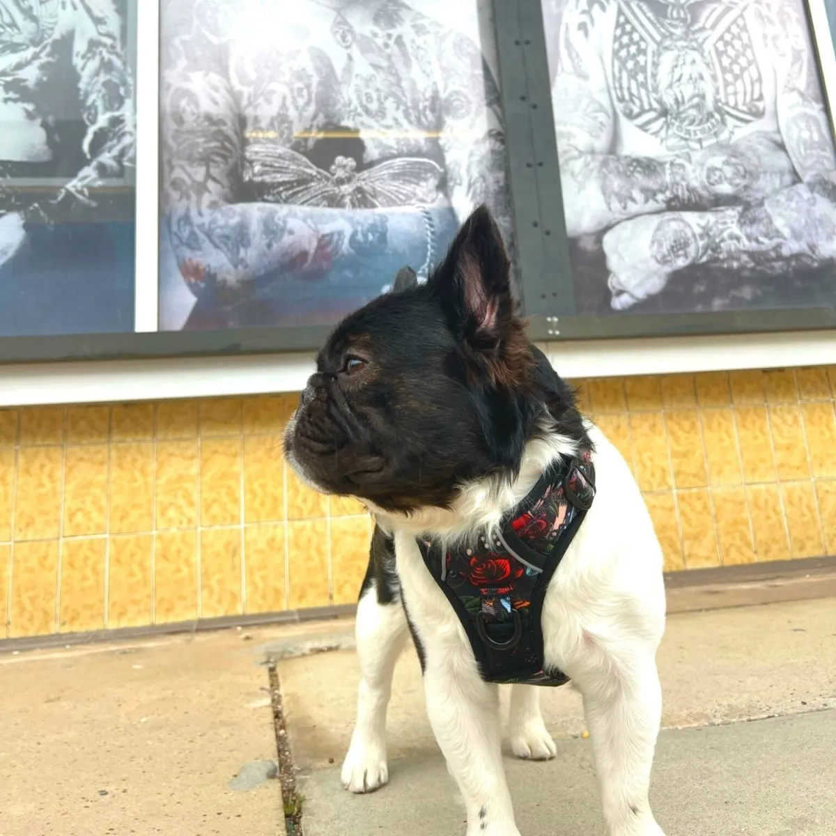 Tattoo No Pull Dog Harness