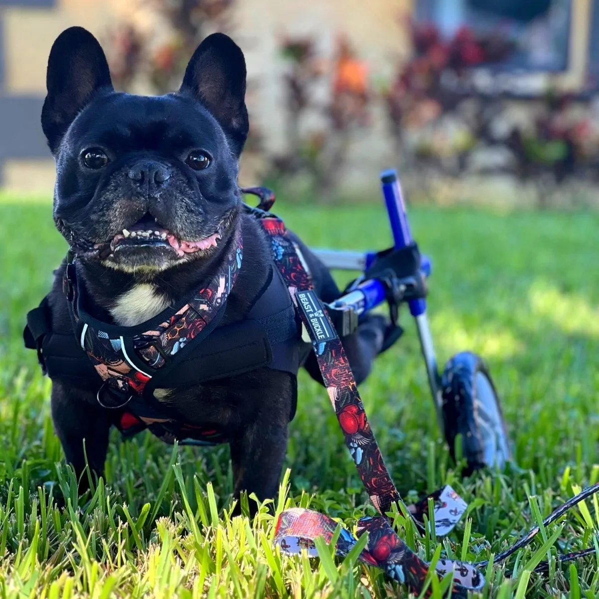Tattoo No Pull Dog Harness