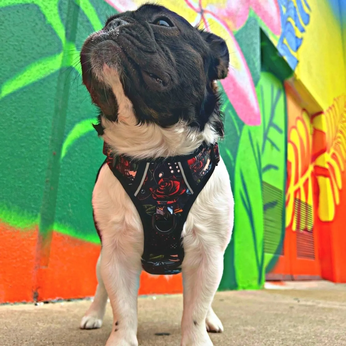 Tattoo No Pull Dog Harness