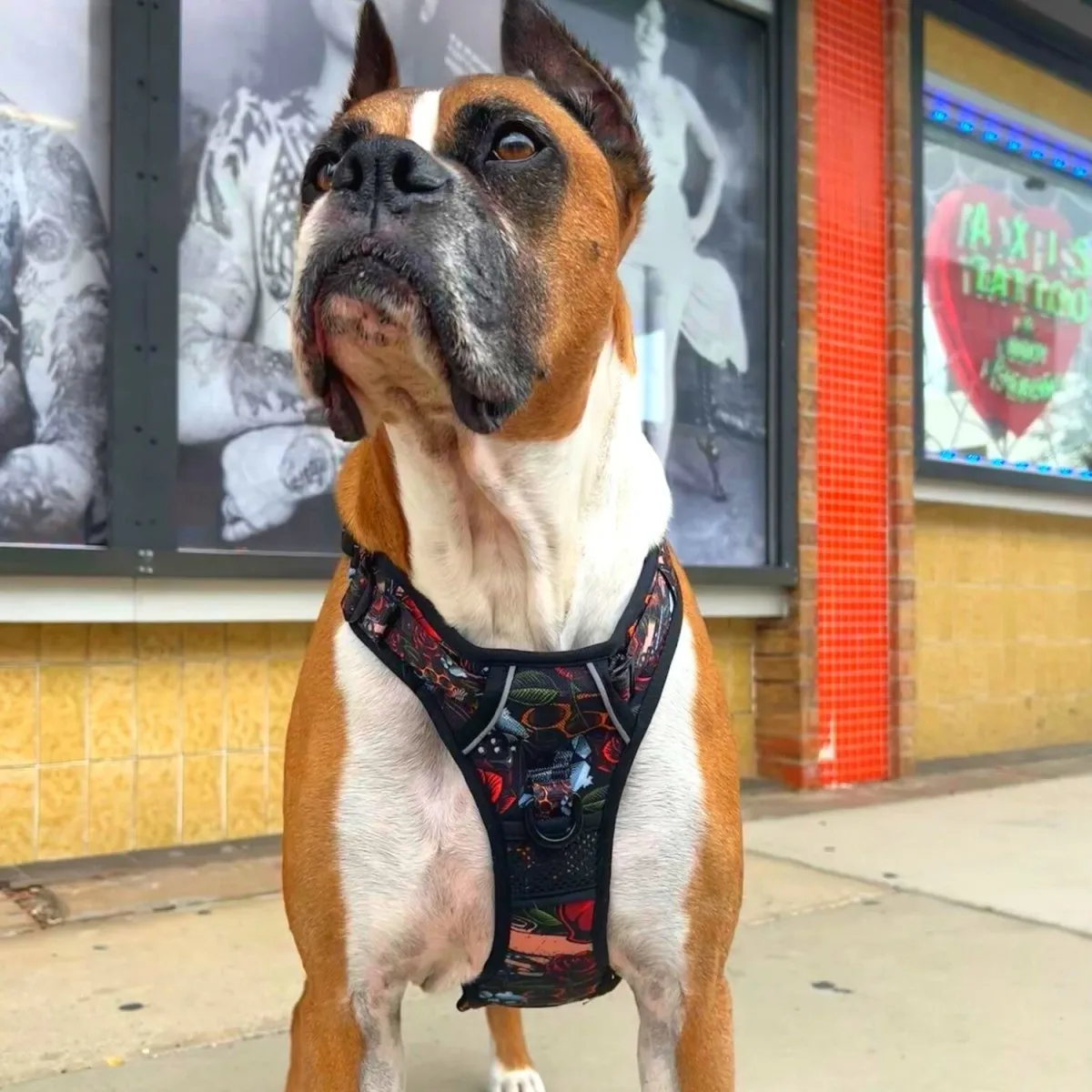 Tattoo No Pull Dog Harness
