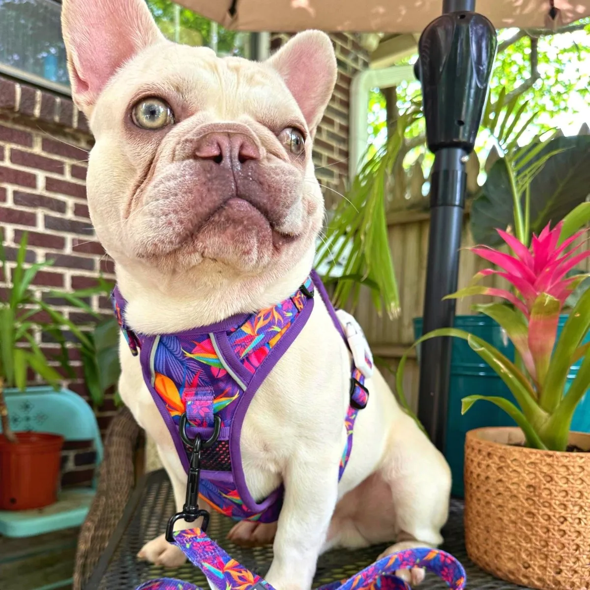 Tropical No Pull Dog Harness - CLEARANCE