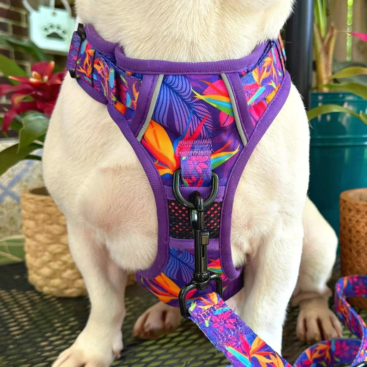 Tropical No Pull Dog Harness - CLEARANCE