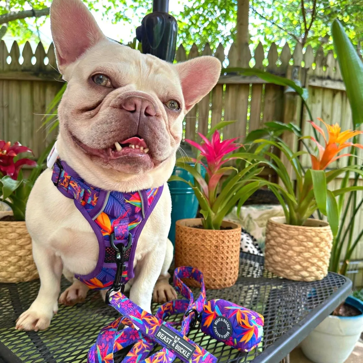 Tropical No Pull Dog Harness - CLEARANCE