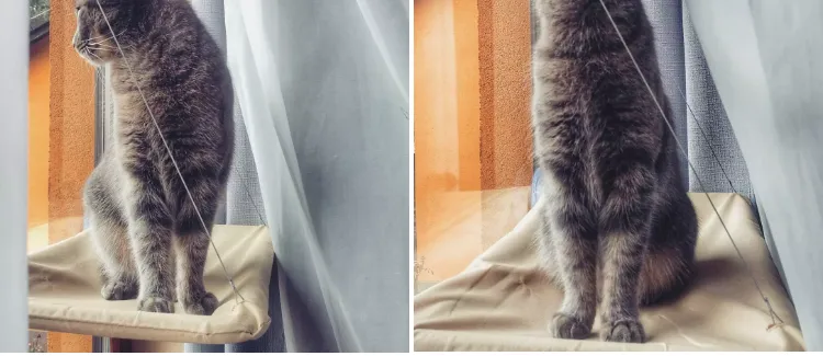 Window Bed For Cat