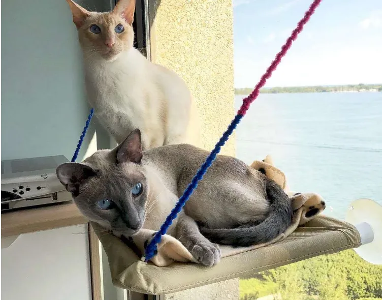 Window Bed For Cat
