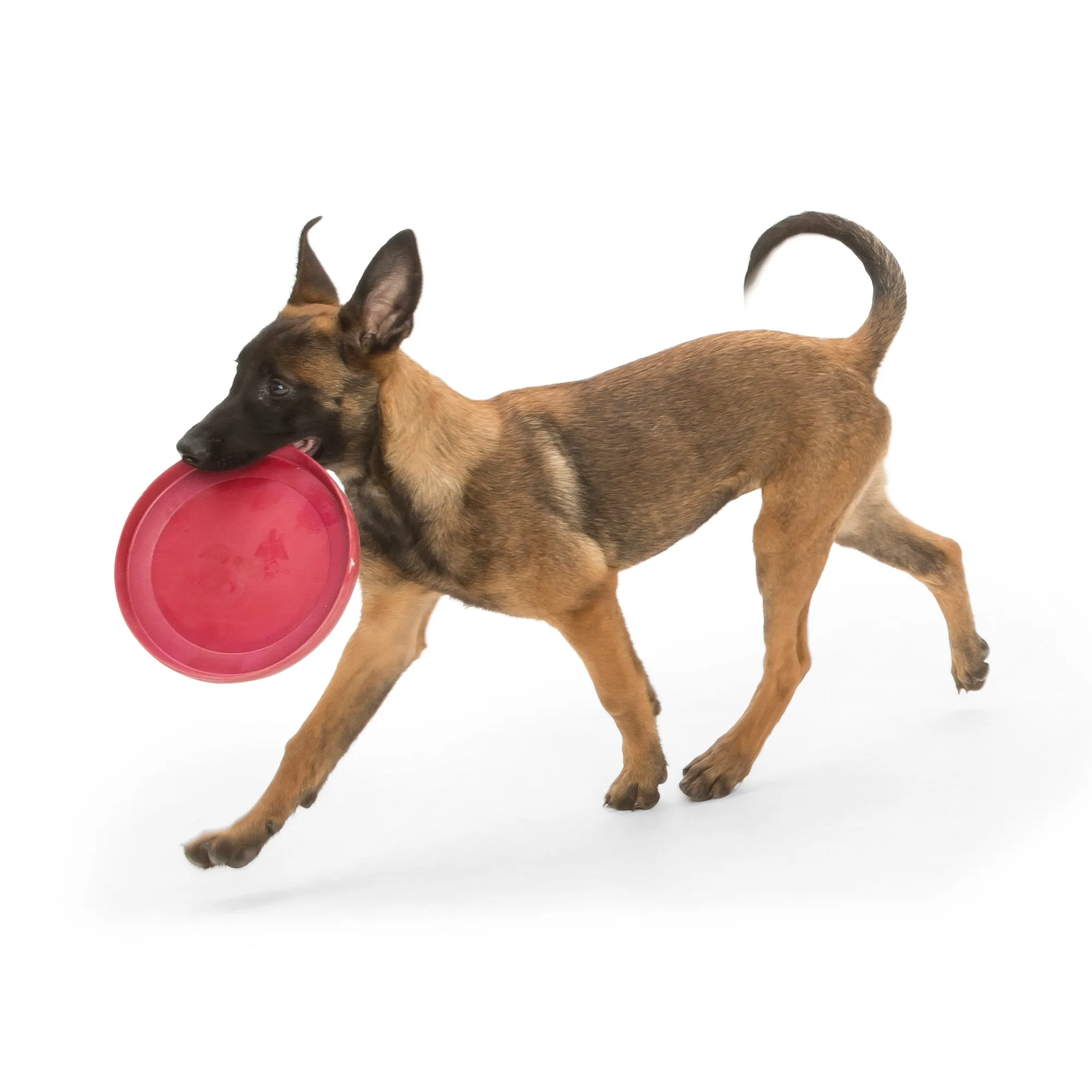 Zisc® by WestPaw